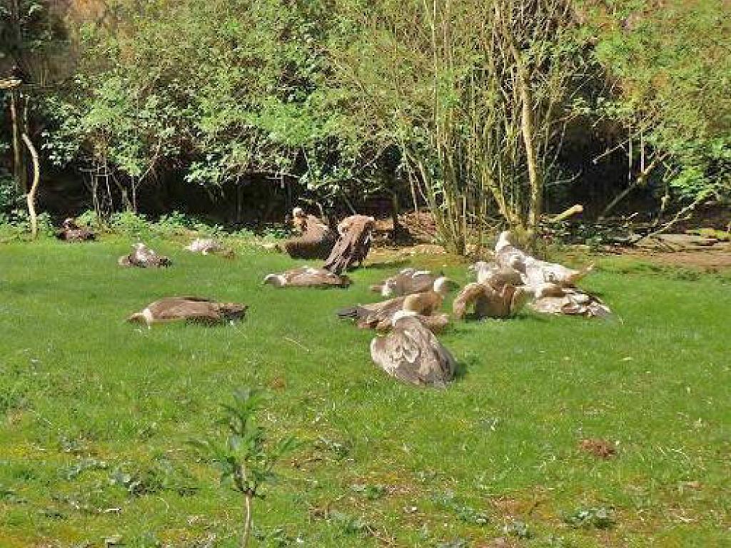 149 BIO PARC DE DOUE LA FONTAINE 7- 2016_000009.jpg